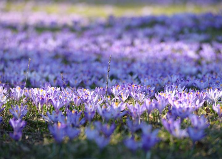 Crocus field spring