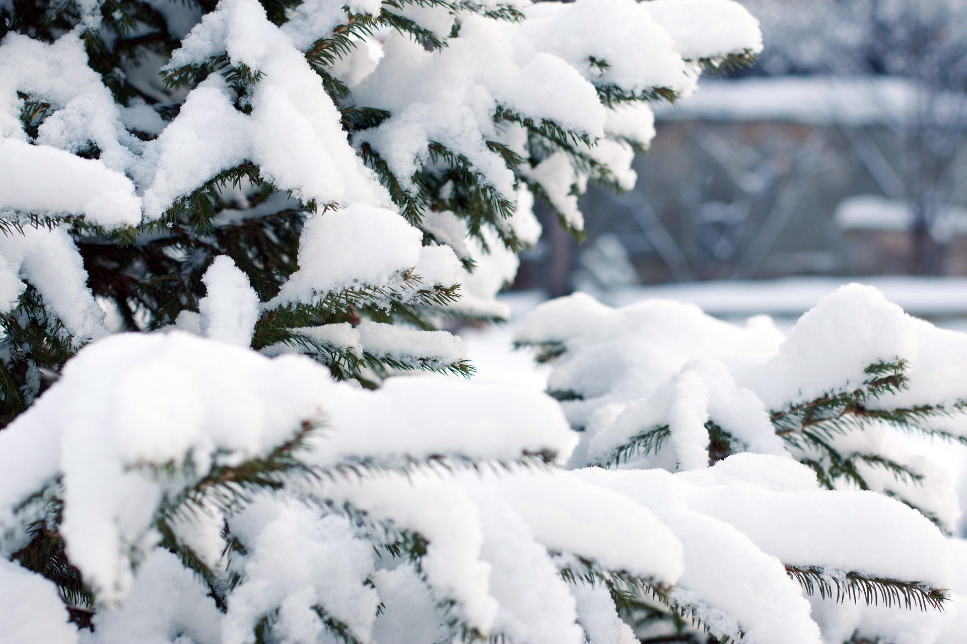 Spruce branches in snow