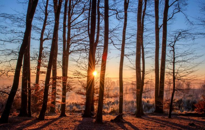 Winter forest sunset