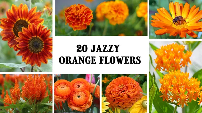 20 Orange Flowers Slide