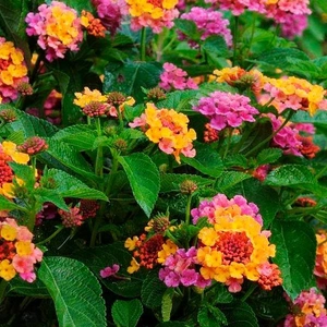 Close-up of pink, yellow, and orange lantanas and their green leaves