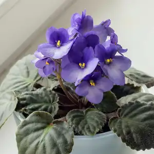 Blooming blue violet (saintpaulia) in a plastic pot on a home windowsill.