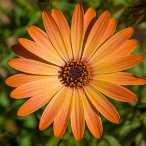 A close up of an african daisy with bright orange petal tips, the color softens towards the centre of the petals to a light orange and the eye is dark orange and black