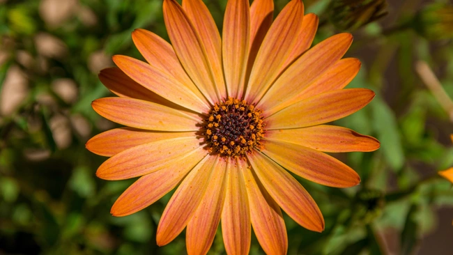 A close up of an african daisy with bright orange petal tips, the color softens towards the centre of the petals to a light orange and the eye is dark orange and black