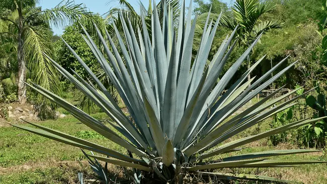 A large agave plant with tall spiky leaves shooting out of the plant in a fan shape.