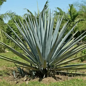 A large agave plant with tall spiky leaves shooting out of the plant in a fan shape.