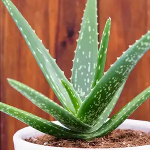 green aloe vera plant in a white pot with a wooden wall background