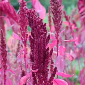 Up close photograph of pink amaranths