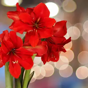 Red Amaryllis flowers with natural bokeh background