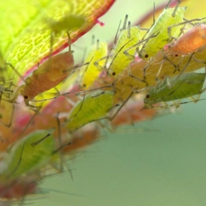 green aphids crawling on a plant