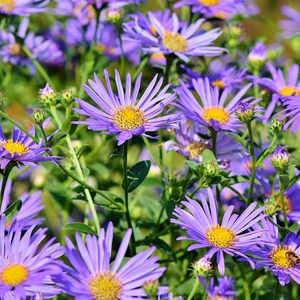 purple aster flowers in a garden