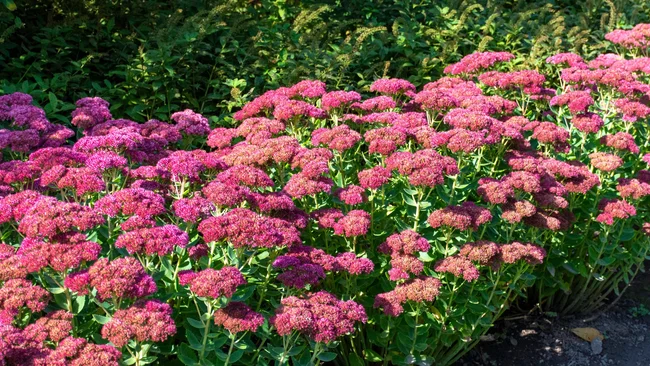 Sedum Autumn Joy, also known as stonecrop, is an easy care drought tolerant perennial which blooms in the late summer garden.