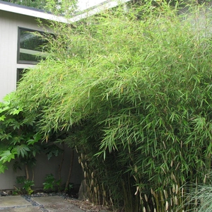 Bamboo growing against a house