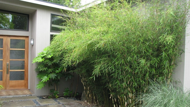 Bamboo growing against a house