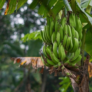 Bunch of bananas growing on a banana plant in focus with the background slightly out of focus