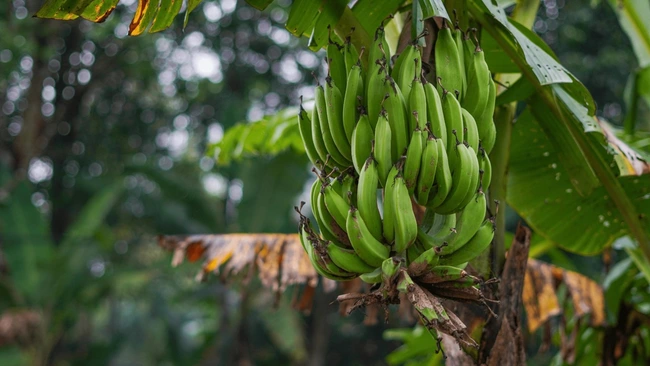 Bunch of bananas growing on a banana plant in focus with the background slightly out of focus