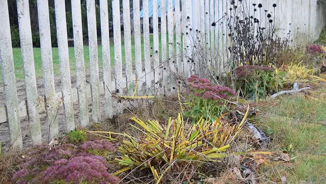 cleaning up bearded iris, sedum, and coneflower in the spring