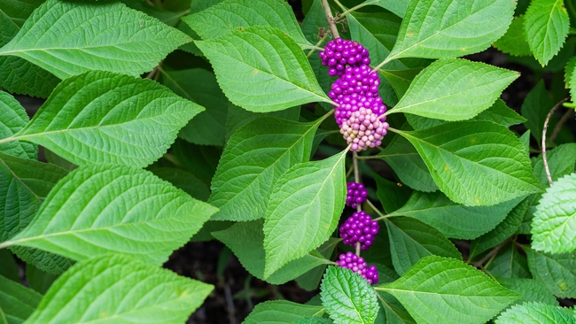 Callicarpa americana