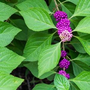 Callicarpa americana