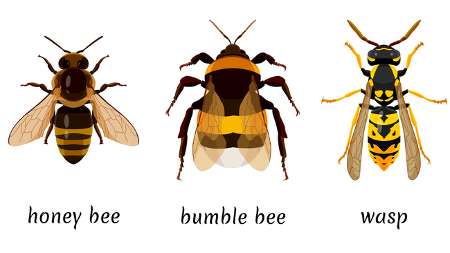 infographic with a honeybee, bumble bee and wasp