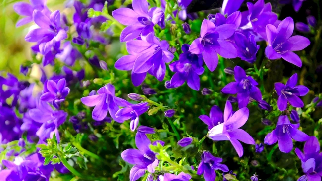 bellflower for trailing over stone walls