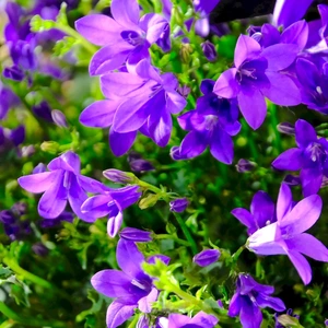 bellflower for trailing over stone walls