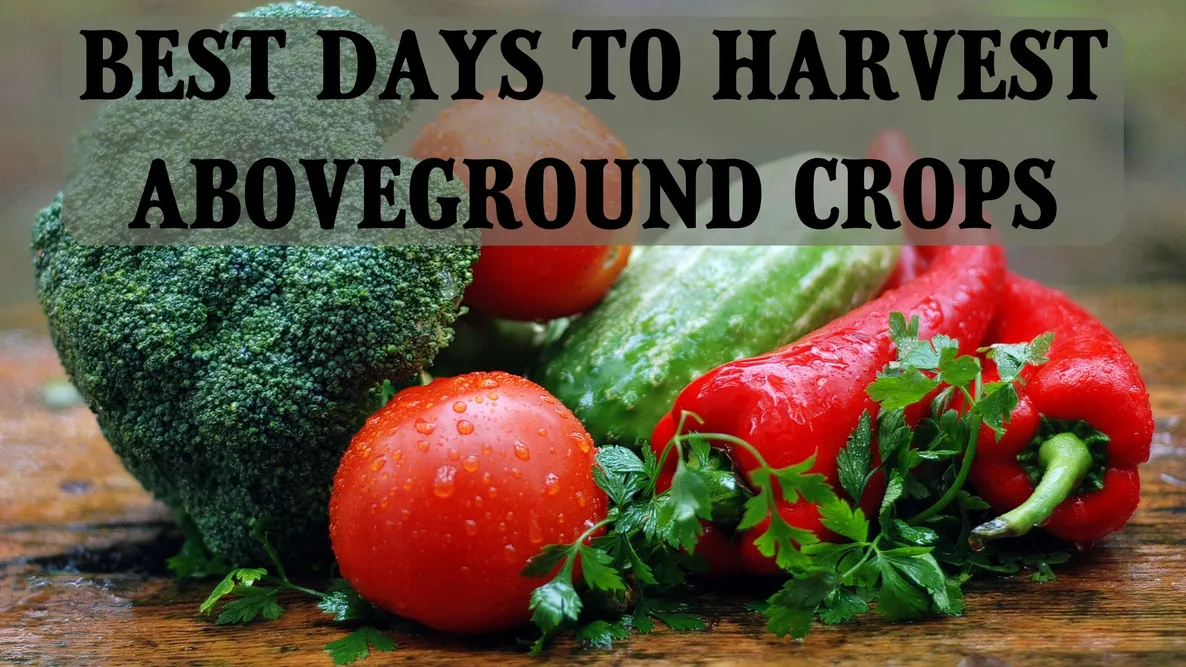 best days to harvest aboveground crops. broccoli, tomatoes, cucumbers, and peppers on a table