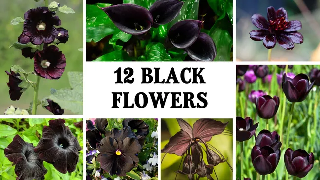 collage of black flowers