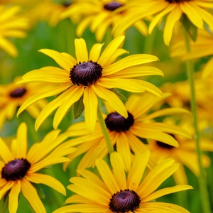 Black-eyed Susans (Rudbeckia hirta)in a field