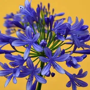 African blue lily flower on a bright yellow background