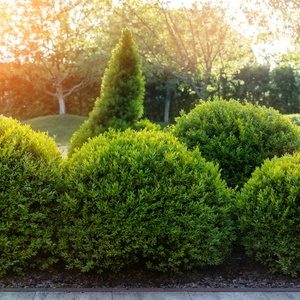 English boxwood shrubs highlighted by rays of sunshine