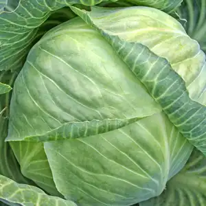 Head of green cabbage in organic home farm vegetable food