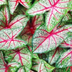 Caladium 