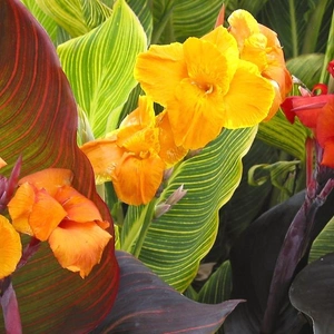 Canna Tropicanna®: The original Tropicanna, Tropicanna Gold, and Tropicanna Black