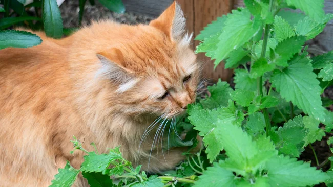 Tabby cat savoring catnip (Nepeta Cataria) in the garden