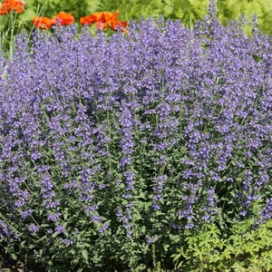 catmint plan