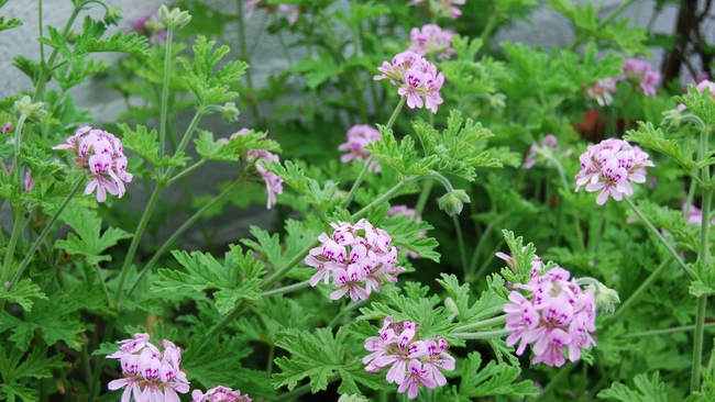 Citronella Plant