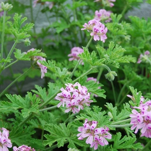 Citronella Plant