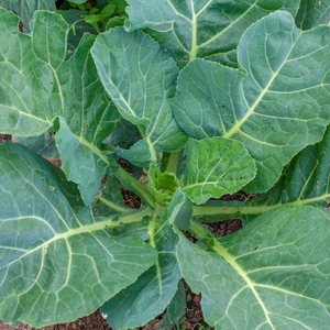 Top-down view of a collard green plant