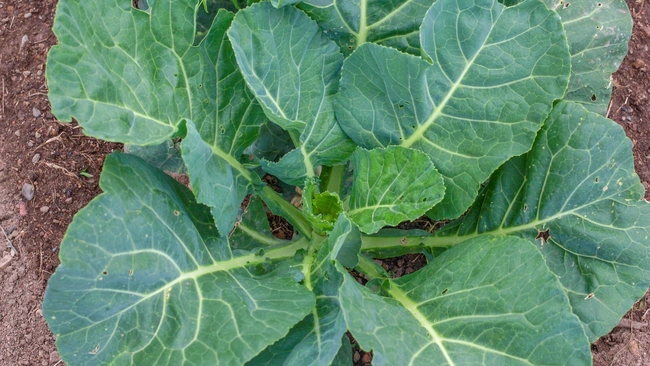 Top-down view of a collard green plant