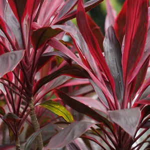 Cordyline fruticosa commonly called ti plant, palm lily, cabbage palm, good luck plant, Convallaria fruticosa L., Asparagus terminalis L., Cordyline terminalis or andong (indonesian)