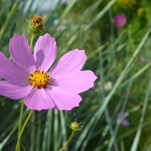 pink cosmos flower with a yellow center