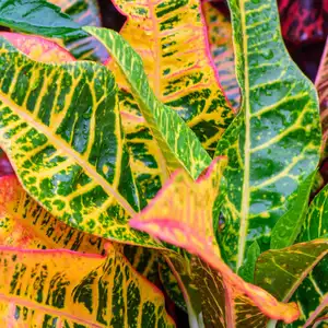 Codiaeum variegatum (Croton, Variegated Laurel, Garden Croton, Orange Jessamine) ; An outstanding colorful, multicolor and shapes of leaves textures. Ornamental plants. close up, natural sunlight.