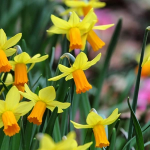 yellow jetfire daffodil flowers in the spring