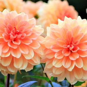 pink giant dahlia flowers