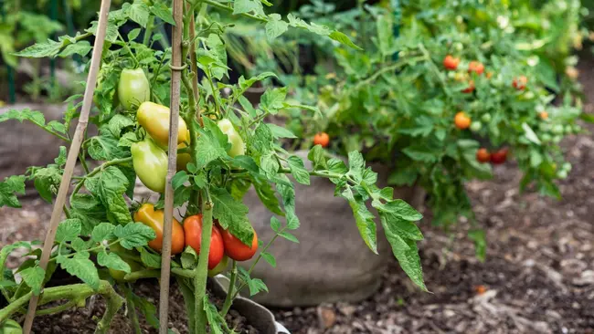 Determinate vs. Indeterminate Tomatoes Feature Image