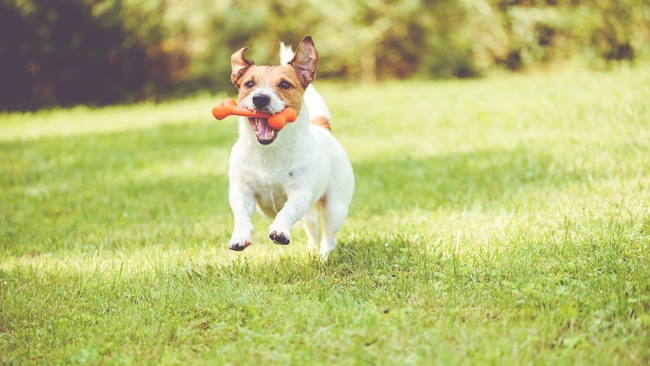 Dog on Grass