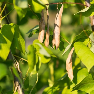 Kidney Beans