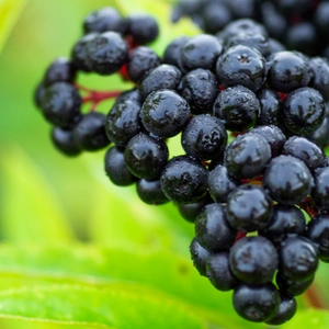 Elderberry Bush