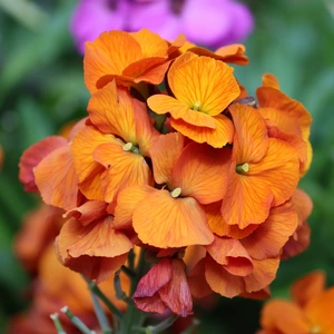 Wallflower Erysimum